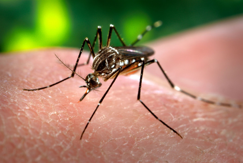 Nuevos caso de dengue en Río Bravo