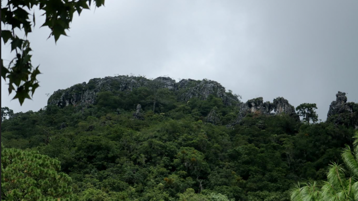 Día Internacional de los Bosques, “Bosques y  Biodiversidad”