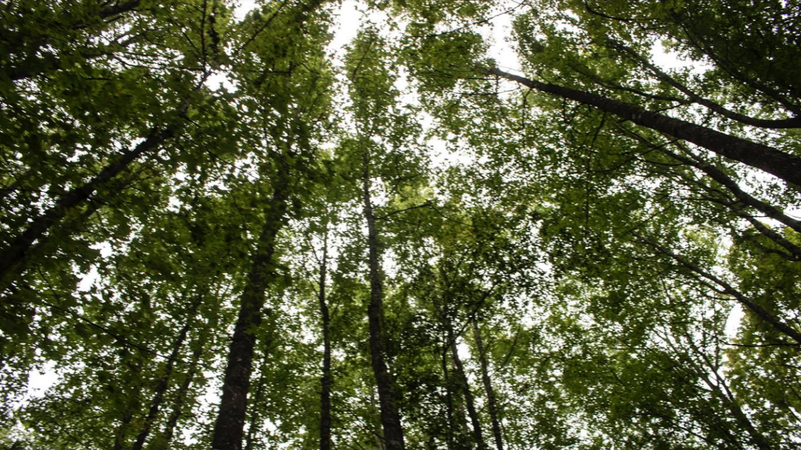 Día Internacional de los Bosques, “Bosques y  Biodiversidad”