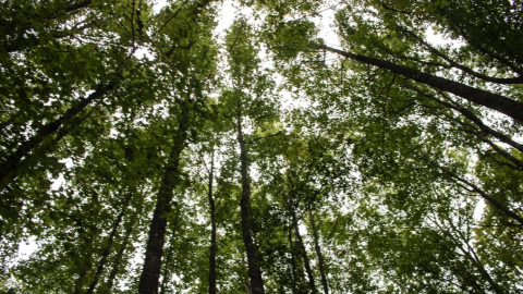 Día Internacional de los Bosques, “Bosques y  Biodiversidad”