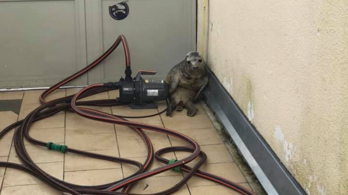 ¡Adorable! El intento escape de una cria de foca 