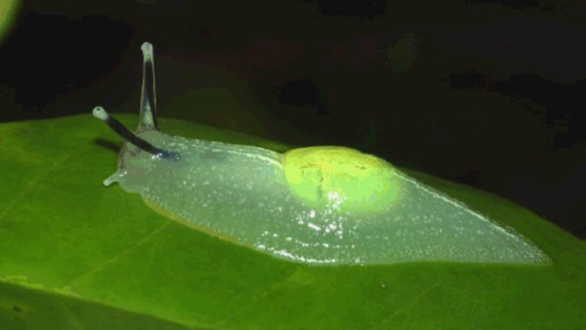 Animales transparentes que parecen fantásticos pero no lo son