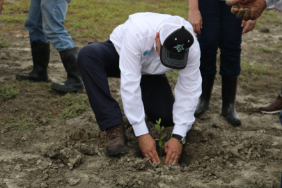 Tamaulipas reforesta manglar para combatir el cambio climático global