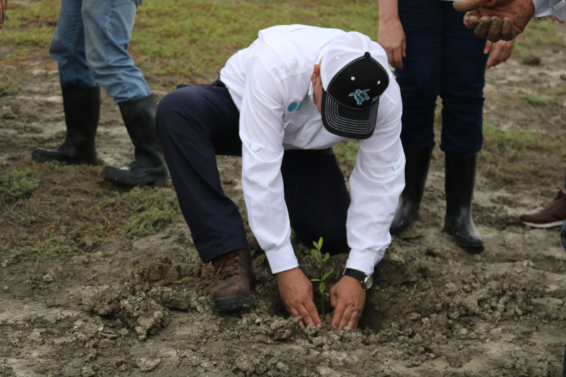 Tamaulipas reforesta manglar para combatir el cambio climático global