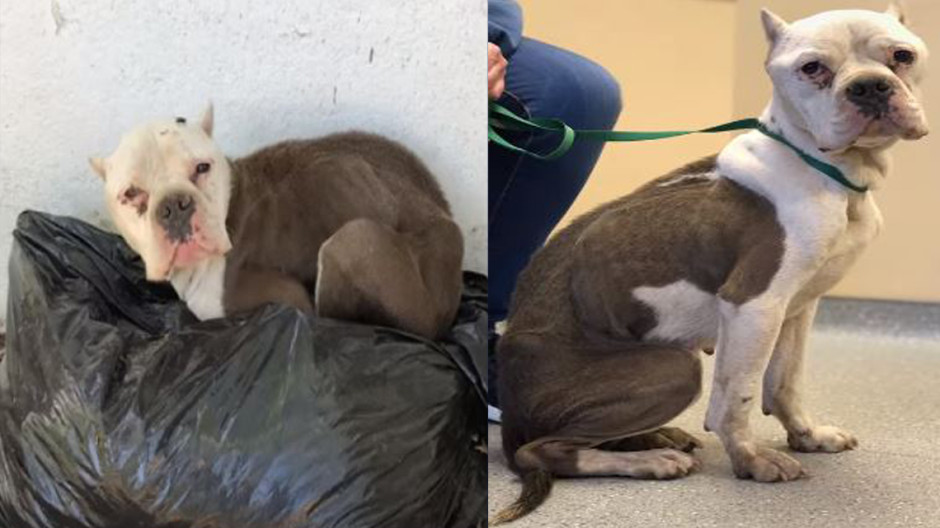 Ella es Lakita, la perrita que dormía entre la basura y fue rescatada