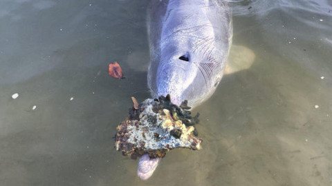 Ella es Mystique, si le das comida ¡te de un regalo marino!
