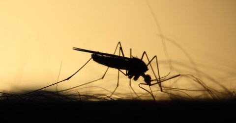 Guatemala en alerta roja epidemiológica por dengue