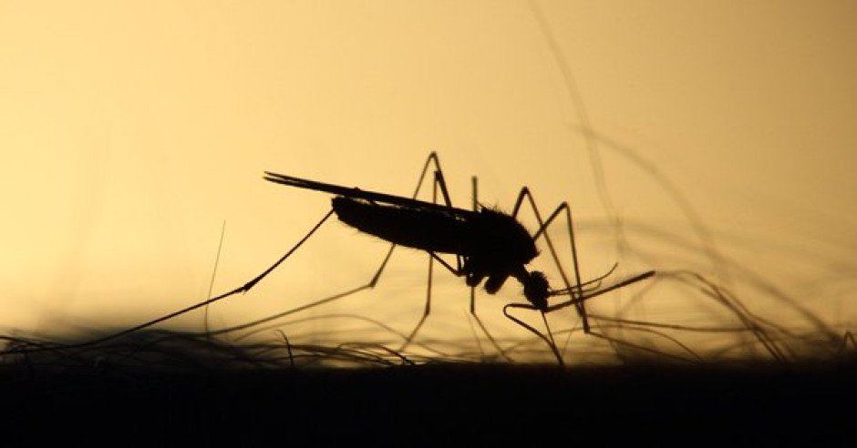 Guatemala en alerta roja epidemiológica por dengue