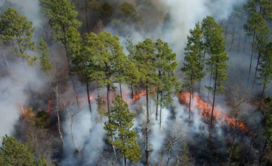 Condado Hidalgo emite declaratoria de desastre por incendios forestales