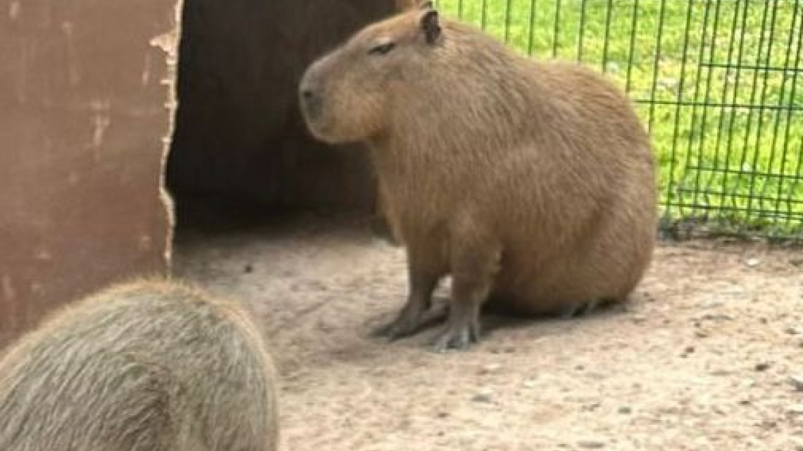 Capibara y Jirafa los favoritos en el Zoo 