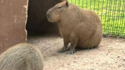 Capibara y Jirafa los favoritos en el Zoo 