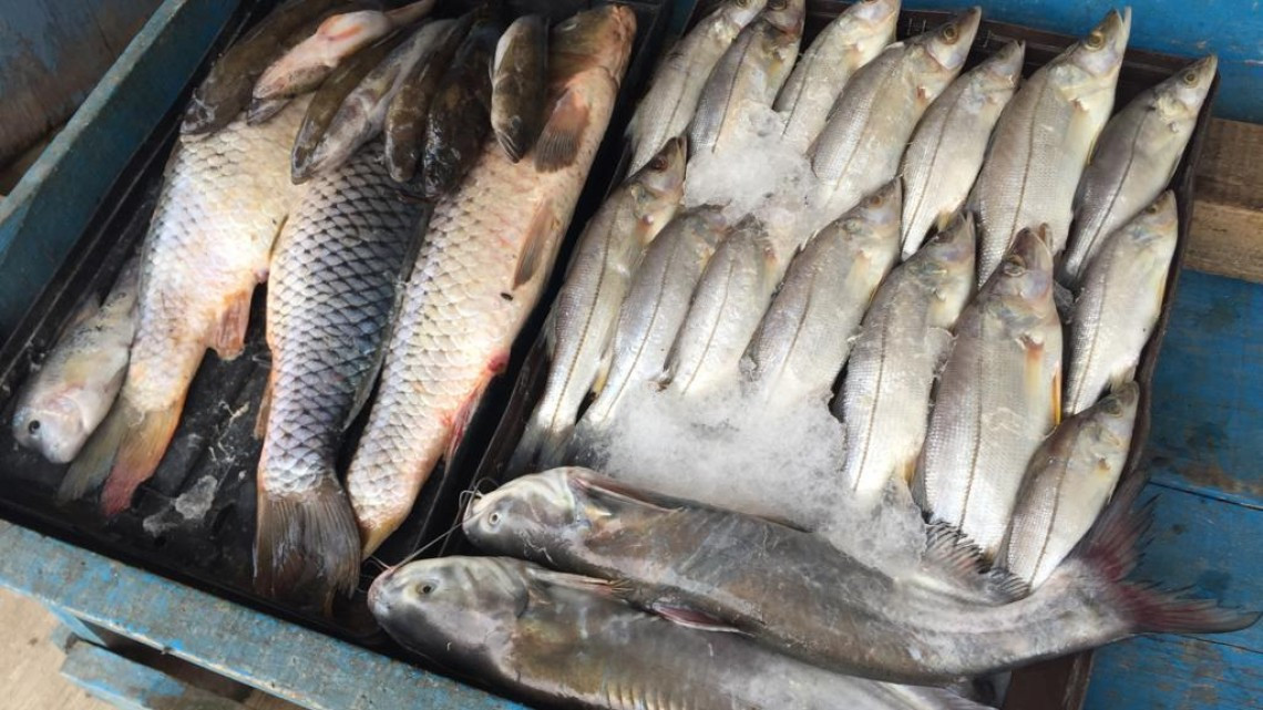 Afecta pez diablo la producción pesquera en lagunas del Sur