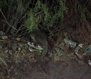 Avistamiento de cocodrilo en El Laguito moviliza a autoridades en Nuevo Laredo