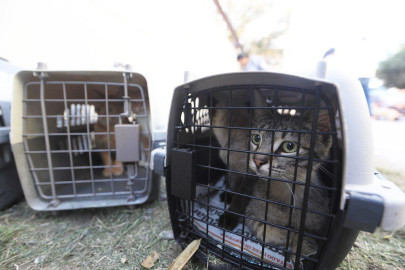 Siguen las acciones a favor de los animales; invita Gobierno Municipal a adoptar perros y gatos