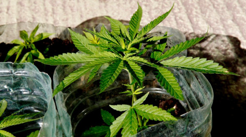 Legaliza NY el consumo de la mariguana para su uso recreativo