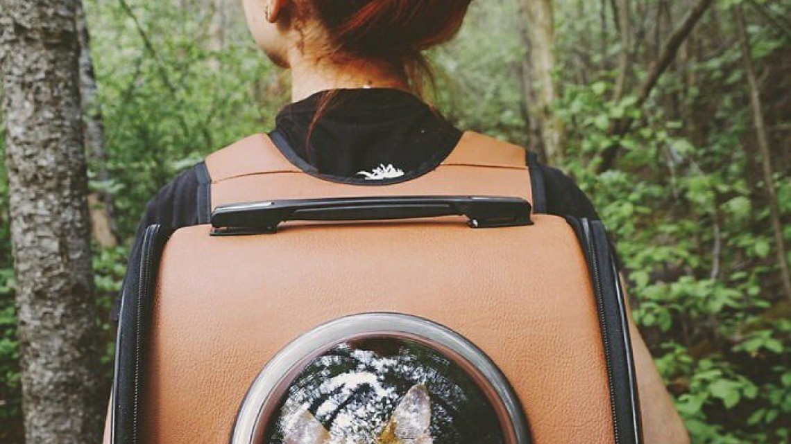 Suki el gato que viaja por el mundo más que todos nosotros 