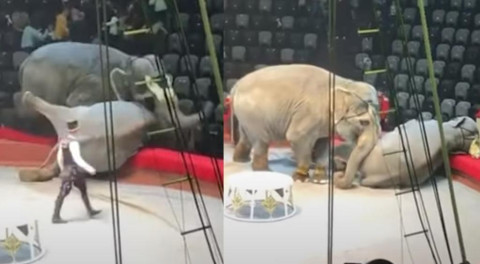 Elefantes protagonizan pelea durante función de circo en Rusia