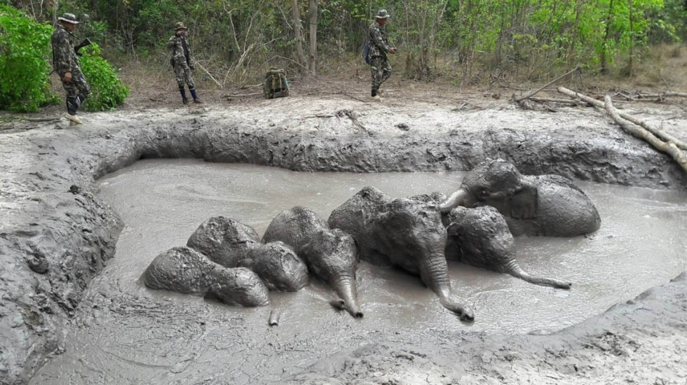 Rescatan crías de elefantes en Tailandia