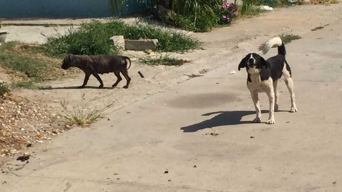 Se dispara ataque de perros a seres humanos, durante temporada de calor.
