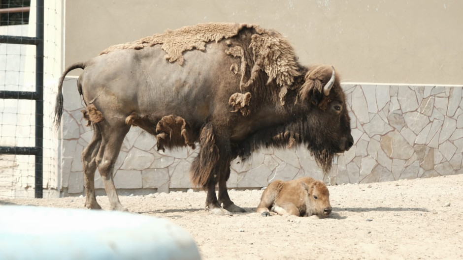 Nace cría de bisonte americano en el zoológico de Nuevo Laredo