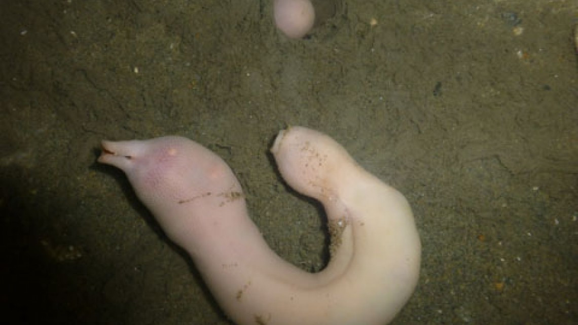 Llegan a California miles de “peces pene”