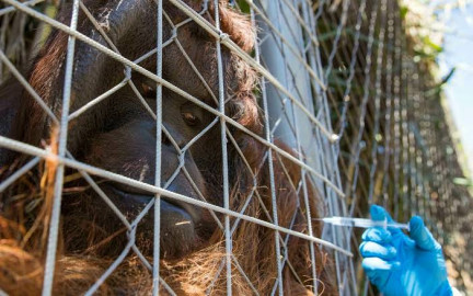 Zoológico de Chile busca proteger a sus animales con la vacuna anticovid