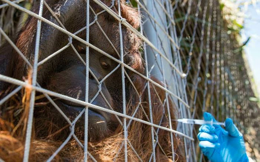 Zoológico de Chile busca proteger a sus animales con la vacuna anticovid