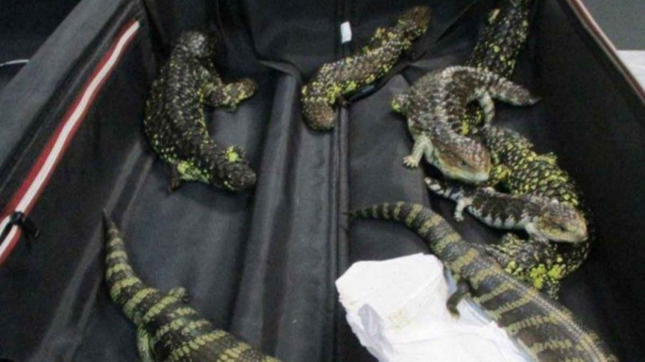 Japonesa detenida en Australia por contrabando de reptiles 