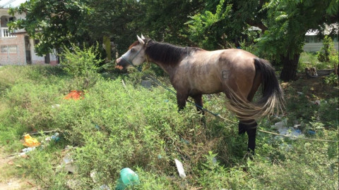 Se lleva a cabo foro para determinar un reglamento de protección a los animales en Altamira