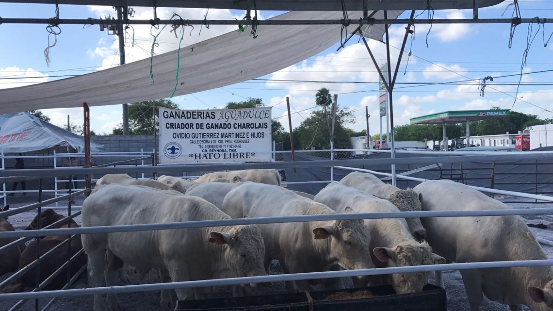 Ofertan sementales en "Mejoramiento Genético Tam 2017"