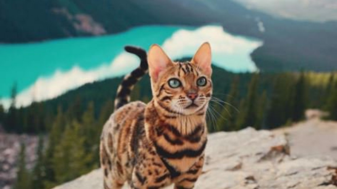 Suki el gato que viaja por el mundo más que todos nosotros 