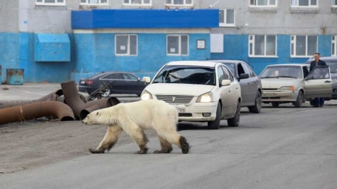 Hallan oso polar hambriento en una ciudad de Rusia