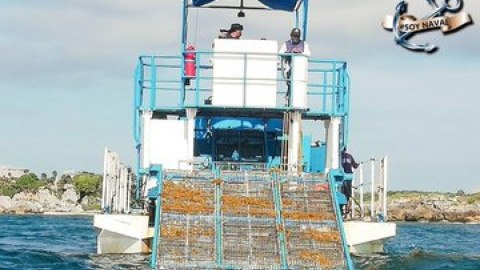 Recolecta Semar 13 mil toneladas de sargazo en Quintana Roo