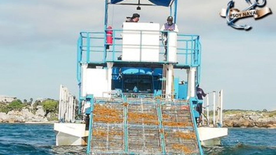 Recolecta Semar 13 mil toneladas de sargazo en Quintana Roo