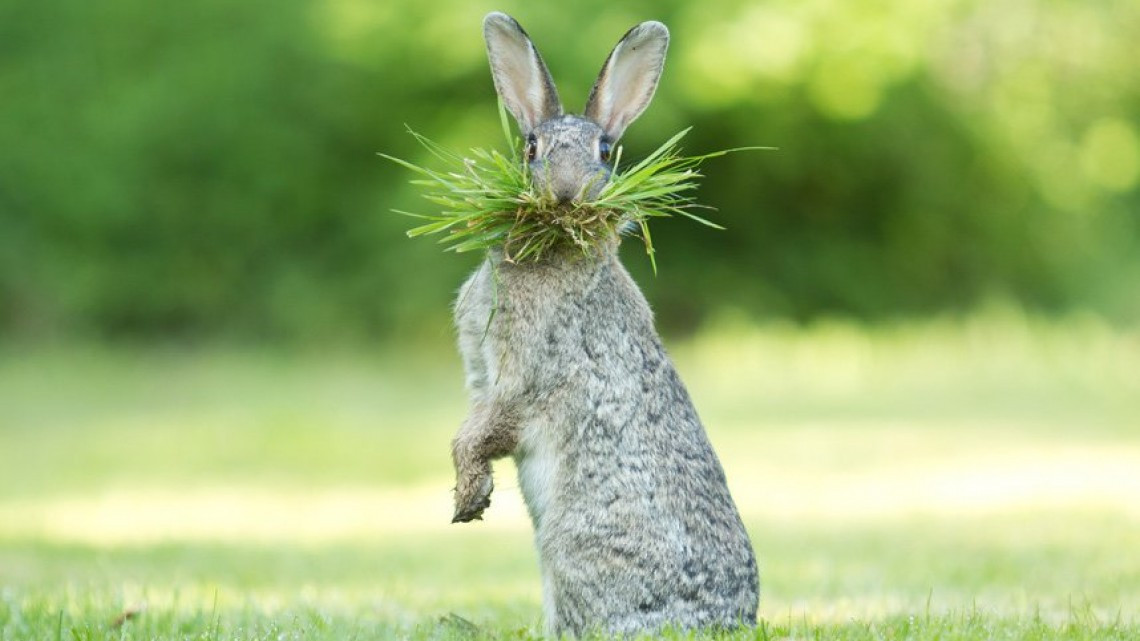Las 10 fotos graciosas de animales
