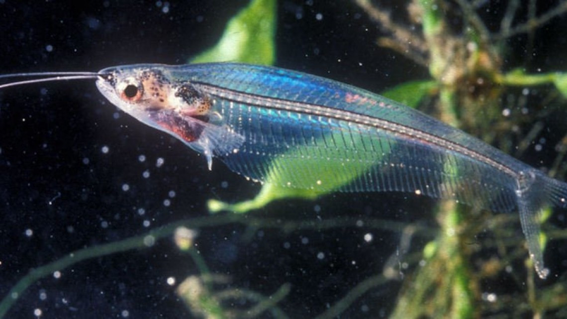 Animales transparentes que parecen fantásticos pero no lo son