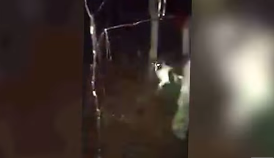 Pareja es detenida tras matar a tiros a su perro