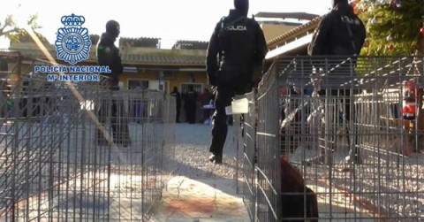 Arrestan a 182 por peleas de gallos en España