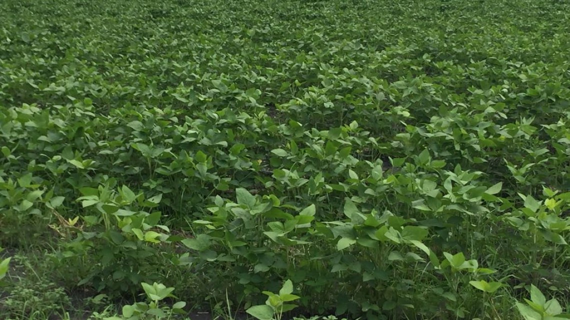 Productores piden apoyos para mejorar su actividad