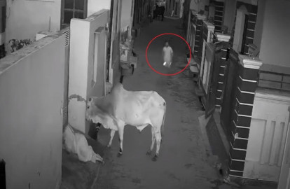 Niño salva a su abuela de mortal ataque de un toro