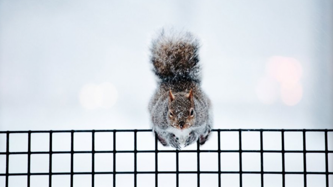 Heladas en EU y Canadá en imágenes
