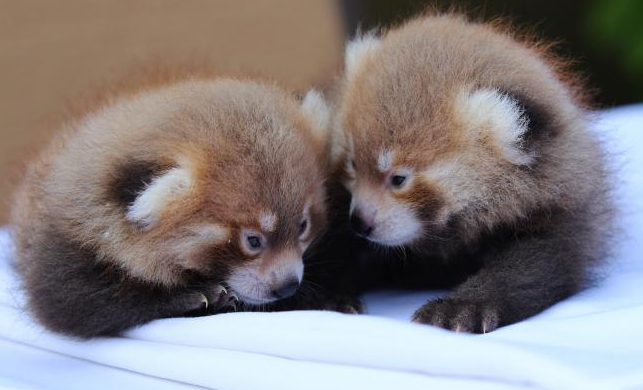 Nacen gemelos de panda rojo