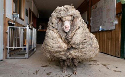  Encuentran a una oveja con 35 kilos de lana encima