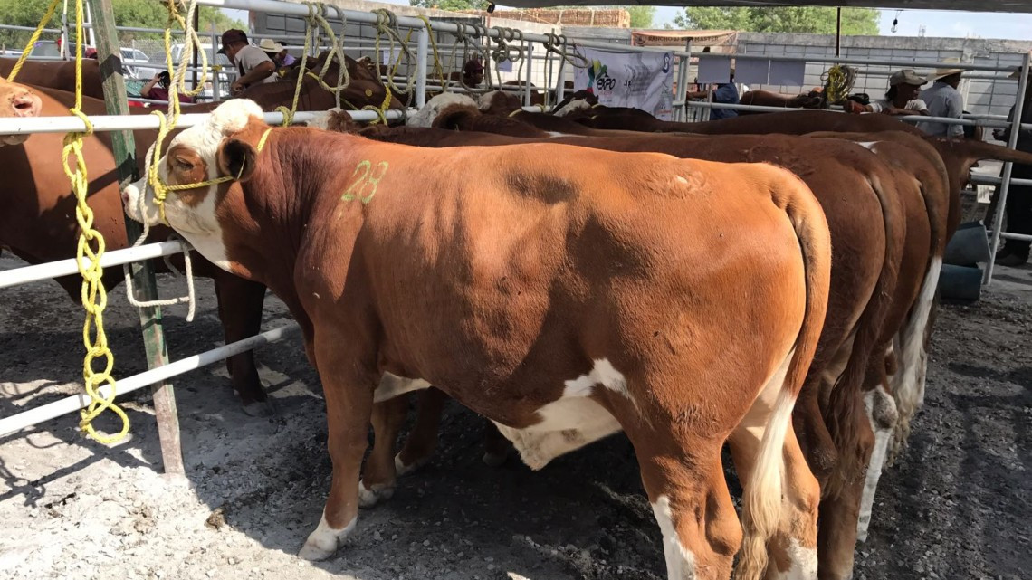 Ofertan sementales en "Mejoramiento Genético Tam 2017"