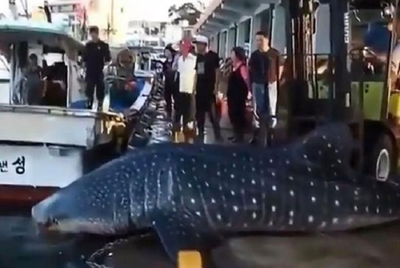 Así fue el asombroso momento del regresó de este pez al mar