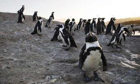 Mueren más de 60 pingüinos en peligro de extinción por ataque de abejas en Sudáfrica