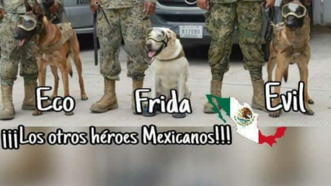 Conoce a Frida, una heroína de cuatro patas
