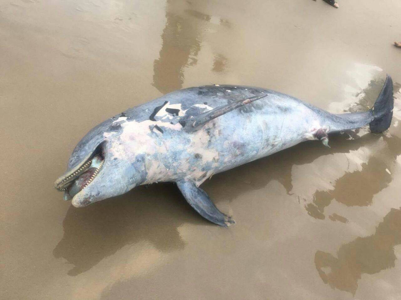 Paseantes encuentran toninas muertas en Miramar