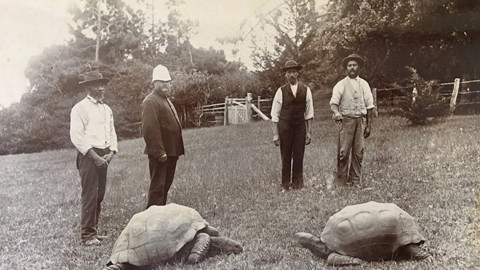 Tortuga Jonathan cumple 190 años y rompe récord 