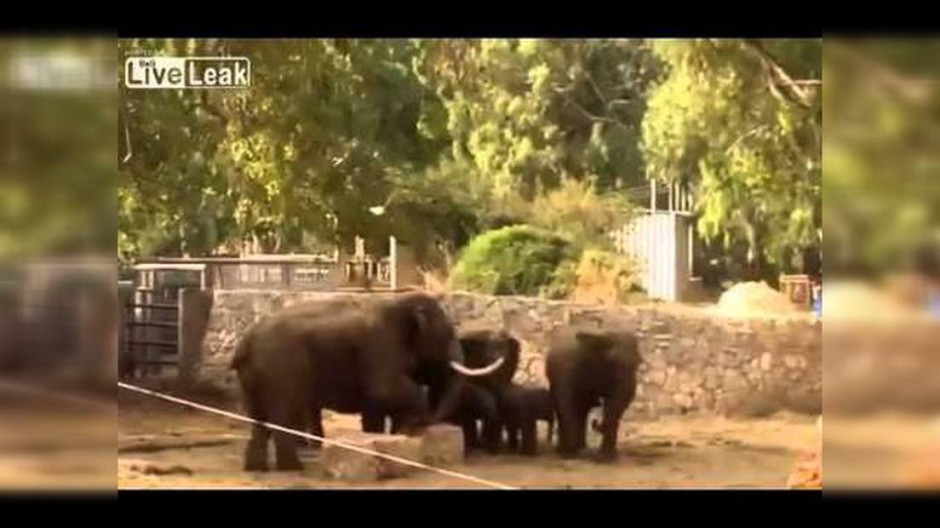 Elefantes protegen a una cría durante un ataque con misiles en un zoo de Israel